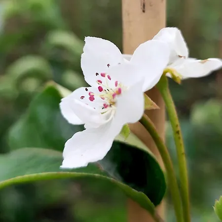 Voedselbos Koperwiek Luxury tent *
