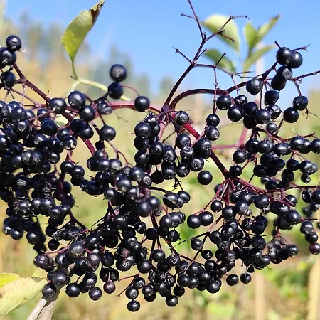 Luxury tent Voedselbos Koperwiek Hazerswoude-Dorp