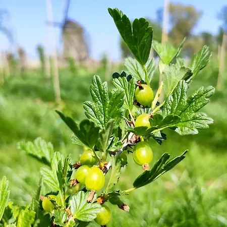 Luxussátor Voedselbos Koperwiek *