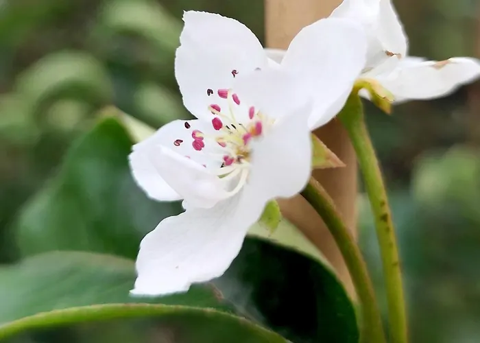 Voedselbos Koperwiek 豪华帐篷 *