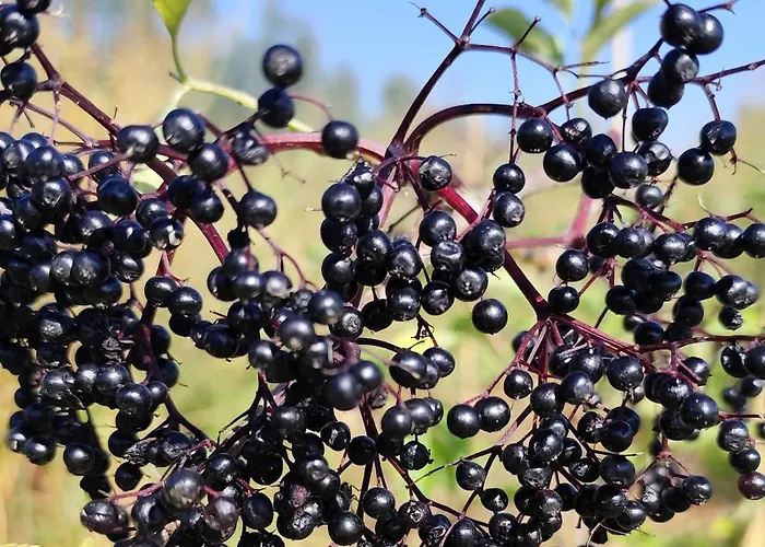 Luxury tent Voedselbos Koperwiek Hazerswoude-Dorp