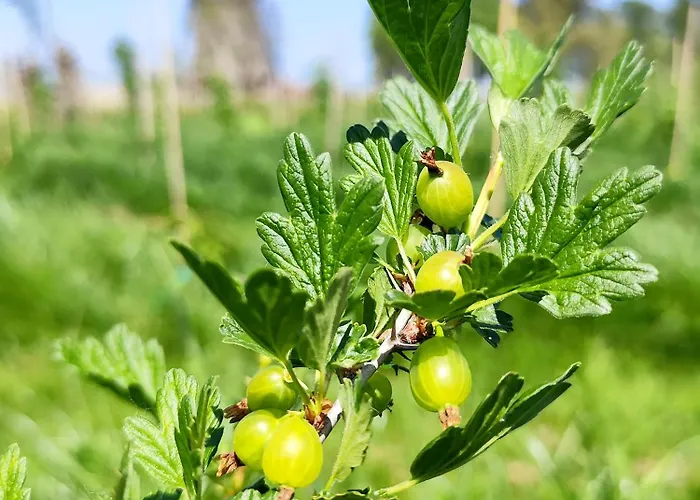 Luxury tent Voedselbos Koperwiek *