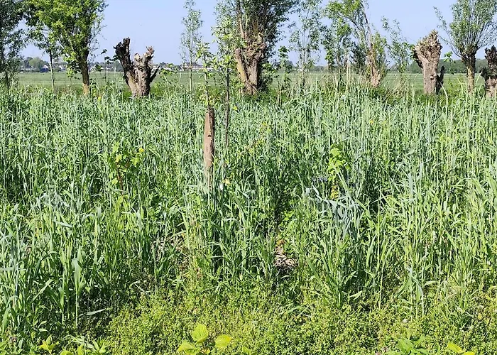 Voedselbos Koperwiek Luxury tent