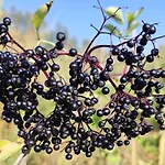 럭셔리텐트 Voedselbos Koperwiek 하처우드도프